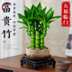 JCZS德國品牌富貴竹風(fēng)水植物客廳文昌竹盆栽中式盆景轉運竹觀(guān)音竹室內 【優(yōu)選精品】富貴竹(原盆)+營(yíng)養液