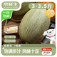 京鮮生 海南哈密瓜西州蜜25號 凈重3-3.5斤1粒裝 源頭直發(fā)包郵