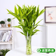 花翁水培綠植物室內水養花卉盆栽金邊富貴竹70-80cm10棵源頭直發(fā)