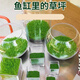 肉將軍水草種子生態(tài)魚(yú)缸造景無(wú)泥土水草種孑籽古法養魚(yú)水培植物陰性真草 精品水草種子【1萬(wàn)?！? title=