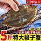 梭子蟹新鮮特大海蟹野生舟山大螃蟹海鮮水產(chǎn)冷凍海蟹白蟹飛蟹順豐 梭子蟹4斤[1斤2個(gè)公母混發(fā)]