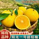 桃西村湖南懷化陽(yáng)光一號桔柚【新品種】甜橘柚桔子甜心柚子新鮮送禮水果 5斤 精品中果【單果70mm+】普箱