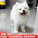 純種薩摩耶幼犬活體寵物狗狗微笑天使熊版狼版薩摩耶家養雪橇犬 寵物級 【更多薩摩耶】咨詢(xún)客服挑選