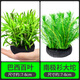 森悠（SARYOR）水草南美青竹魚(yú)缸造景專(zhuān)用制氧凈化水質(zhì)水培植物和魚(yú)共養免種免砂 【2坨套餐十】—適合長(cháng)20-40cm魚(yú)缸