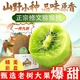 奇異果修文獼猴桃正宗貴州修文高山獼猴桃綠心奇異果新鮮水果批發(fā) 【正宗】貴州修文獼猴桃 【顆顆甄選】20枚大果