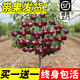 夏琴車(chē)厘子樹(shù)苗正宗櫻桃樹(shù)苗矮化特大嫁接果樹(shù)庭院名貴南北方種植盆栽 黑珍珠1公分粗80cm高（當年結果）養不活包賠 70cm(含)-79cm(含)