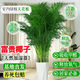 溥畔客廳綠植大盆落地正宗富貴椰子樹(shù)大型落地盆栽散葵鳳陽(yáng)臺凈化空氣 鉆石白盆#大株高1.5米-1.75米 【精品茂盛】富貴椰子9-12株+肥料