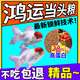 鴻運當頭魚(yú)飼料觀(guān)賞魚(yú)羅漢魚(yú)專(zhuān)用高鈣小顆粒魚(yú)食孔雀魚(yú)緩沉型魚(yú)糧 1瓶體驗裝 150ml