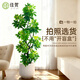 佳賀（JIAHE）鴨腳木綠植客廳大盆栽落地辦公室盆栽室內喬遷花卉盆栽 【1.6-1.8m】10頭造型鴨腳木-聚寶盆白 含盆（推薦）