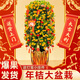 嘆為觀(guān)止金桔樹(shù)盆栽可食用帶果橘子樹(shù)苗室內客廳大型綠植年桔年宵花卉盆景 橘祥如意+爆果發(fā)+掛件+年宵盆(80-100cm)