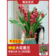 大花蕙蘭蘭花盆栽帶花苞年宵花惠蘭花劍室內客廳過(guò)年鮮花卉綠植物 年宵新品 【特級大苗 】夢(mèng)寐以求 4-5花箭