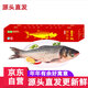 查干湖魚(yú)現貨 冬捕有機胖頭魚(yú)3.5-4.4斤1條 年貨禮盒年夜飯 源頭直發(fā)