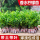 花木農廣東無(wú)籽香水檸檬樹(shù)苗帶果大苗盆栽四季檸檬樹(shù)苗西檸青檸嫁接樹(shù)苗 尤力克黃檸檬1棵泥球苗