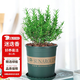 花翁迷迭香盆栽植物用西餐牛排室外陽(yáng)臺 迷迭香小盆+加侖盆源頭直發(fā)