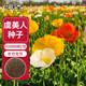 花沃里虞美人花種子約2萬(wàn)粒 花卉種子盆栽陽(yáng)臺種菜土庭院/田間種植草籽