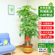 仙植緣【2小時(shí)同城】大型發(fā)財樹(shù)盆栽客廳步步高升綠植辦公室內開(kāi)業(yè)喬遷 |約1.8米|步步高發(fā)財樹(shù)|紫砂盆 專(zhuān)車(chē)送貨 更快更好