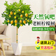 愛(ài)優(yōu)尚香水檸檬樹(shù)盆栽綠植大型室內客廳植物吸甲醛陽(yáng)臺四季好養源頭直發(fā)