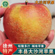 南步豐縣大沙河紅富士蘋(píng)果 徐州特產(chǎn)冰糖心脆甜野生丑蘋(píng)果新鮮水果 9斤 精選中果【約16-18個(gè)】