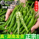 郁州香果湖南樟樹(shù)新鮮小辣椒10斤正宗應當季原產(chǎn)地蔬菜青港椒薄皮岳陽(yáng)順豐 500g【B款】順豐京東發(fā)貨