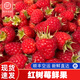 新鮮紅樹(shù)莓覆盆子【順豐空運】怡顆樹(shù)黑莓超大果稀有高原漿果禮盒 樹(shù)莓 2盒 | 共250g  | 順豐空運