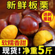 丹東板栗新鮮當季東北特產(chǎn)野生錐栗大果甜糯毛栗子現摘整箱包郵 大果【送剝栗神器】產(chǎn)地直發(fā)5斤裝