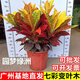 七彩變葉木盆栽室內植物別墅好養花卉綠植室外庭院變葉木工程苗木 黃金變葉木30-45cm左右原土盆