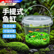 生態(tài)瓶初中生物明日達diy材料生態(tài)魚(yú)缸科學(xué)觀(guān)賞手提塑料桶生態(tài)瓶 科學(xué)生態(tài)瓶【不含魚(yú)】 【送綠菊水草】