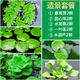 瘋狂水草浮萍水草植物水培綠植室內綠植水培植物魚(yú)缸造景擺件源頭直發(fā)包郵