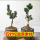 SUNKAI五針松盆景造型短針矮霸迎客松黑石素材大阪松耐寒易養活 五針松15-20厘2棵