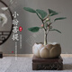 OIMG菩提樹盆栽禪意小盼菩提盆栽植物室內(nèi)花四季客廳觀葉辦公室綠植 小盼菩提+果子+蓮花盆+鋪面石【帶木托】 帶盆栽好