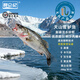 昆侖紀天山無(wú)抗雪鱸魚(yú)淡水鱸魚(yú)整條裝新疆魚(yú)新鮮冷凍冷水魚(yú)順豐冷凍發(fā)貨 天山雪鱸魚(yú)（400g-500g）/條×2條（已去鱗去內臟）