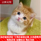 麥基樂(lè )田園小貓咪活體家養貓貍花貓橘貓黑貓白貓網(wǎng)紅橘貓奶牛三花貓 田園級 萌萌橘白 公母 備注   2----12個(gè)月隨機