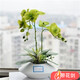 種花迷蝴蝶蘭盆栽室內花卉蝴蝶蘭花苗帶花劍蝴蝶蘭大苗當年開(kāi)花桌面綠植 綠蘋(píng)果原土育苗袋發(fā)貨+肥料 大苗帶2支花劍/當年開(kāi)花