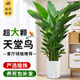 臨雅天堂鳥(niǎo)盆栽室內客廳大型綠植辦公室大葉植物花卉鶴望蘭去甲醛新房 天堂鳥(niǎo)1.0-1.1米+白鉆石盆