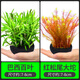 森悠（SARYOR）水草南美青竹魚(yú)缸造景專(zhuān)用制氧凈化水質(zhì)水培植物和魚(yú)共養免種免砂 【2坨套餐八】—適合長(cháng)20-40cm魚(yú)缸