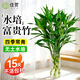 佳賀（JIAHE）富貴竹水培植物鴻運竹客廳招財竹子節節高鮮花綠植盆栽花卉室內花 富貴竹60-70cm 10支裝/配玻璃瓶