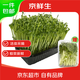京鮮生鮮活體豌豆苗帶根發(fā)貨某撈同款 送半斤豆苗火鍋煲湯清炒源頭直發(fā)