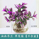 中夢(mèng)水培植物紫露蘭盆栽室內(nèi)辦公室花卉水養(yǎng)粉掌油畫(huà)婚禮吊蘭 油畫(huà)婚禮【不含花瓶】