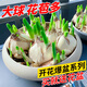 JCZS漳州水仙花種球盆栽水培四季水養花卉洋水仙植物郁金香種子 水仙中大球1個(gè)【周長(cháng)14-18cm】+2包營(yíng)養液 裸根不帶土