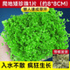 瘋狂水草爬地矮珍珠1片水草植物魚(yú)缸造景草坪趴地珍珠草陰性源頭直發(fā)包郵