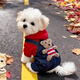 阿莫爾狗狗衣服秋冬加絨保暖小熊四腳衣中小型犬比熊博美冬天加厚背帶褲 小熊四腳衣 XL（建議10-14斤 參考胸圍背長(cháng)）