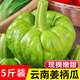 中鮮生云南新鮮姜柄瓜5斤小麥瓜新鮮蔬菜生鮮新鮮現摘當季倭瓜 姜柄瓜 5斤