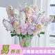 云舍同款紫羅蘭花期超長(cháng)鮮切花云南基地直發(fā)包郵客廳臥室水養插花 【5枝】隨機色紫羅蘭 【零下地區須拍保溫棉不拍凍壞不接受售后】