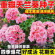 旺浦商貿重瓣天竺葵種子四季開(kāi)花陽(yáng)臺庭院盆栽多年生花種籽大花洋繡球花苗 迪娃淺粉花邊5粒
