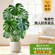 特級龜背竹客廳大盆栽老樁大葉室內大型落地綠植物高級感盆景好養 龜背竹 叢生80-90cm【米色聚寶樹(shù)脂盆】 送托盤(pán)+肥料