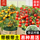 大禹矮生番茄苗盆栽小西紅柿苗帶土秧苗種子圣女果樹(shù)苗壽光水果蔬菜苗 盆栽紅/黃矮生小番茄苗各2盆