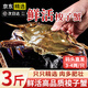 百庫【鮮活發(fā)貨】新鮮海捕特大梭子蟹螃蟹海鮮海蟹類(lèi)生鮮送禮禮盒 【鮮活】梭子蟹【3斤7-12只】