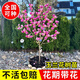 翩然庭院玉蘭花樹(shù)苗紅白黃紫玉蘭樹(shù)苗盆栽綠化苗木庭院地栽耐寒風(fēng)景樹(shù) 紅玉蘭（庭院 花期帶花苞） 3公分粗桿/1.5米高左右 帶土球包活