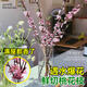 臨雅桃花鮮枝水培鮮切帶花苞枝條室內水養綠植物10枝40-50cm源頭直發(fā)