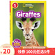 100元5件 美國國家地理分級閱讀全彩版 1階段 英文原版繪本National Geographic Level1  幼兒童科普百科系列認知讀物早教啟蒙繪本 Giraffes 長(cháng)頸鹿